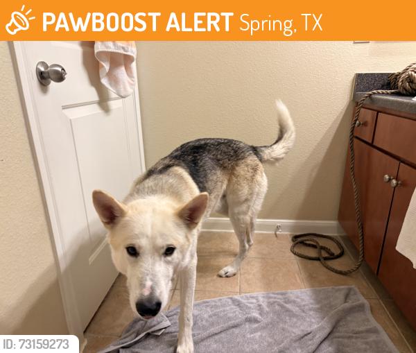 Found/Stray Male Dog last seen Chase @Champion Forest, Spring, TX 77379