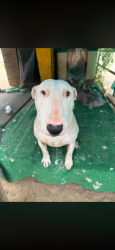 Lost Female Dog last seen Cashmere Rd, Acton, CA 93510