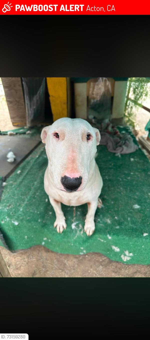 Lost Female Dog last seen Cashmere Rd, Acton, CA 93510