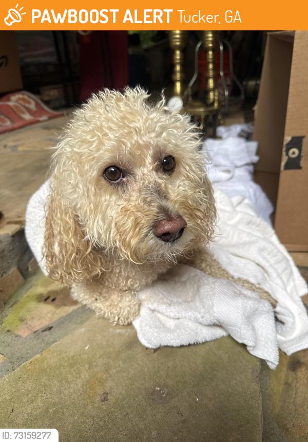 Found/Stray Male Dog last seen Churchwell, Tucker, GA 30084