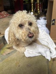 Found/Stray Male Dog last seen Churchwell, Tucker, GA 30084