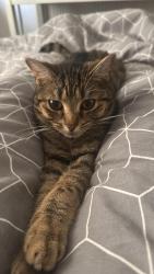 Reunited Female Cat last seen Morton Street, Middleport, last at home, Stoke-on-Trent, England 