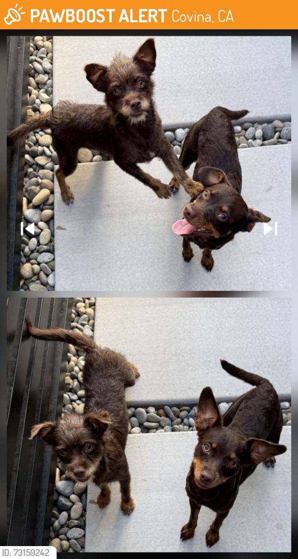 Found/Stray Unknown Dog last seen N. Kidder Ave & E. Clover Pl, Covina, CA 91724