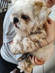 Found/Stray Unknown Dog last seen Crosstown apmts, Chapel Hill, NC 27517