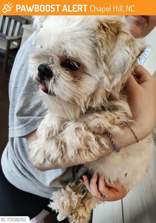Found/Stray Unknown Dog last seen Crosstown apmts, Chapel Hill, NC 27517