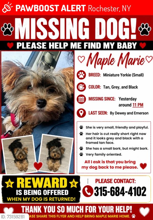 Lost Female Dog last seen Emerson and dewey, Rochester, NY 14613