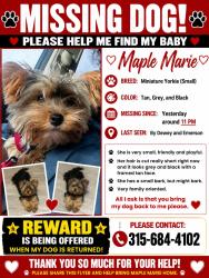 Lost Female Dog last seen Emerson and dewey, Rochester, NY 14613