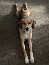 Reunited Male Dog last seen Elgin st N and avenue St, cambridge, Cambridge, ON N1R 6A1