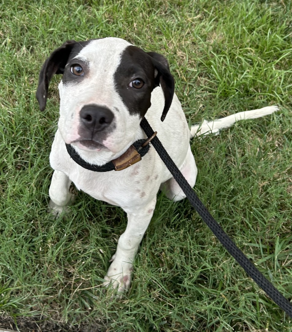 Shelter Stray Female Dog last seen Near Indian River Road, VIRGINIA BEACH, VA, 23464, 341 S Birdneck Rd, Virginia Beach, VA 23451, USA