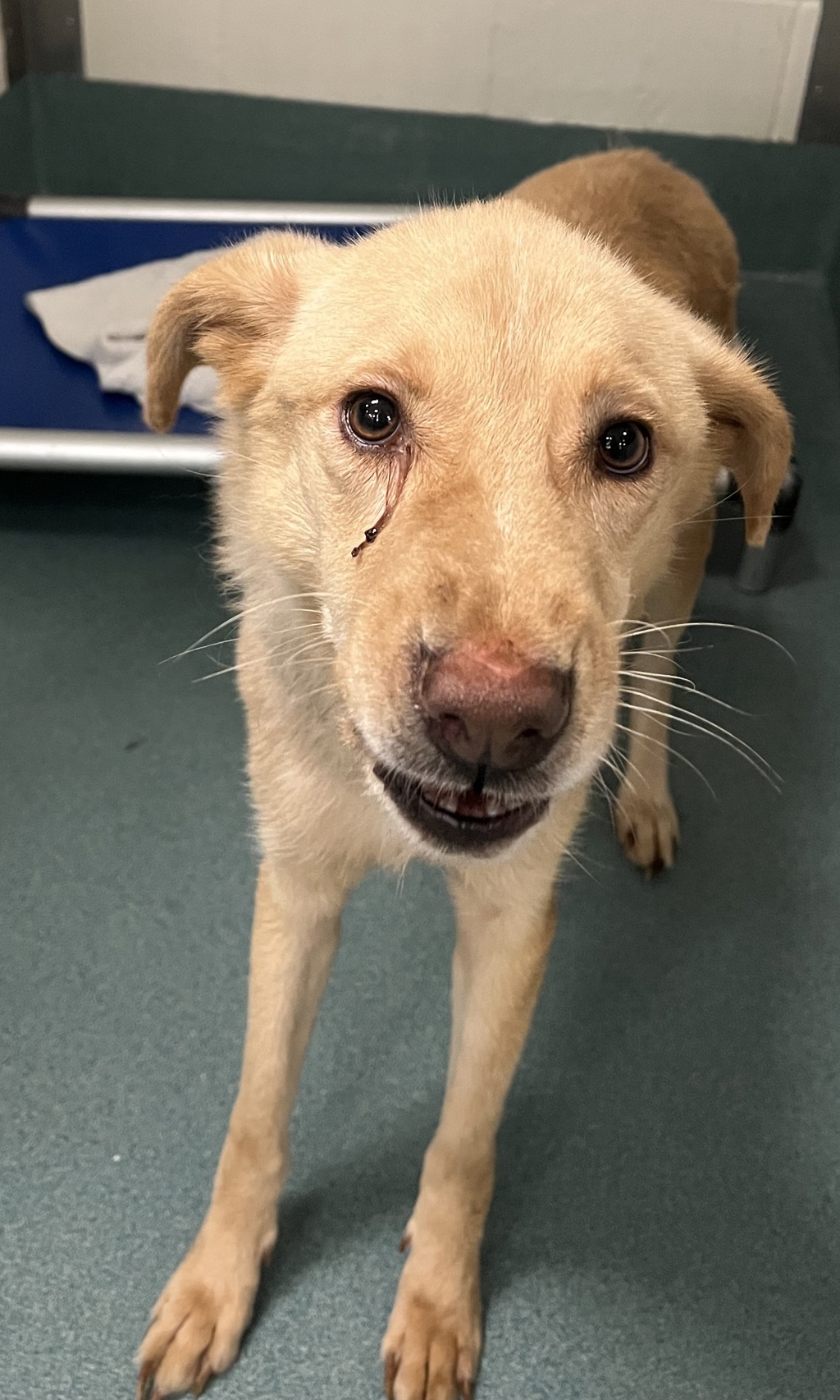 Shelter Stray Male Dog last seen Near Parker Station Avenue, FUQUAY VARINA, NC, 27526, 820 Beacon Lake Dr, Raleigh, NC 27610, USA
