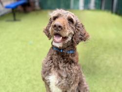 Shelter Stray Male Dog last seen Near Washington Avenue, BRONX, NY, 10451, 326 E 110th St, New York, NY 10029, USA