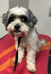 Shelter Stray Male Dog last seen Near Kingston Heath Way, RALEIGH, NC, 27604, 820 Beacon Lake Dr, Raleigh, NC 27610, USA