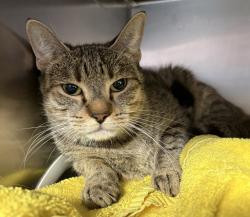 Shelter Stray Female Cat last seen Apt 6G,374 Pearl Street, NEW YORK, NY, 10038, 326 E 110th St, New York, NY 10029, USA