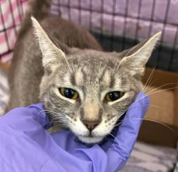 Shelter Stray Female Cat last seen Apt 6G,374 Pearl Street, NEW YORK, NY, 10038, 326 E 110th St, New York, NY 10029, USA
