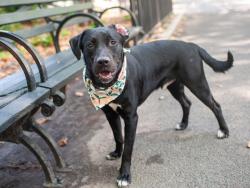 Shelter Stray Male Dog last seen Near Exterior Street tied to scaffolding pole, BRONX, NY, 10463, 326 E 110th St, New York, NY 10029, USA
