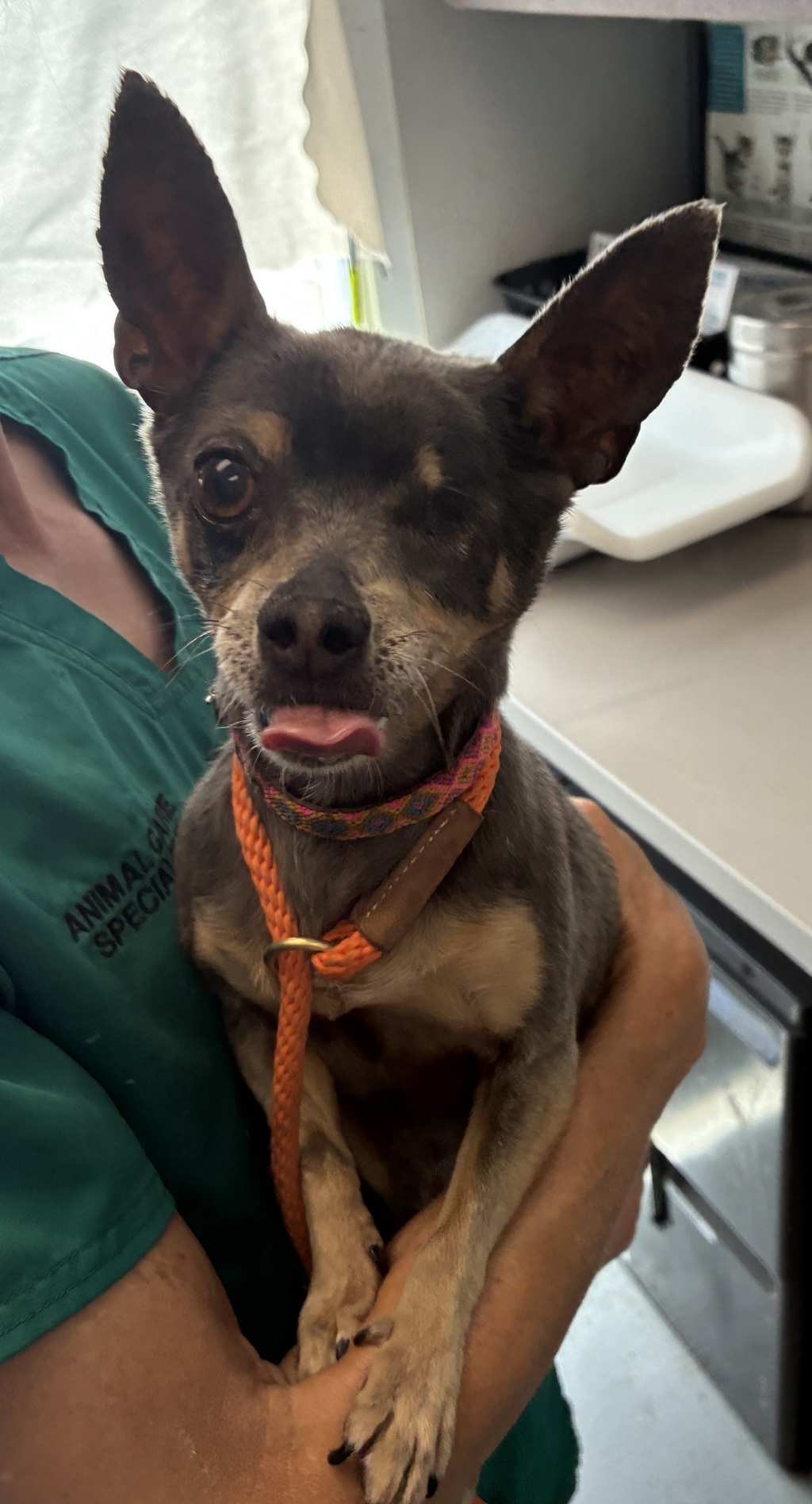Shelter Stray Female Dog last seen Near E Harrison Avenue, SALT LAKE CITY, UT, 84105, 511 W 3900 S, Salt Lake City, UT 84123, USA
