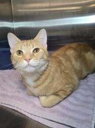 Shelter Stray Male Cat last seen Near Arden Road W, BROOKLYN PARK, MD, 21225, 411 Maxwell Frye Rd, Millersville, MD 21108, USA
