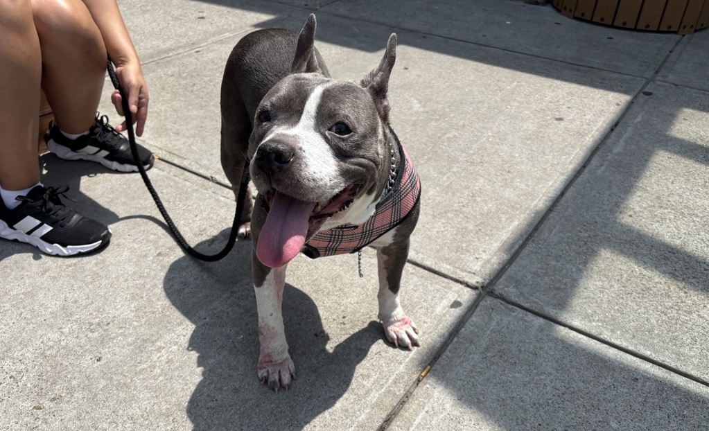 Shelter Stray Female Dog last seen Sutter Avenue, BROOKLYN, NY, 11220, 326 E 110th St, New York, NY 10029, USA