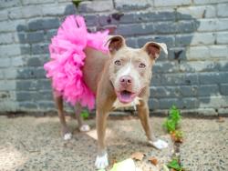 Shelter Stray Female Dog last seen E 161st Street, BRONX, NY, 10452, 326 E 110th St, New York, NY 10029, USA