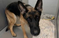 Shelter Stray Female Dog last seen Sharrots Avenue, STATEN ISLAND, NY, 10309, 3139 Veterans Rd W, Staten Island, NY 10309, USA