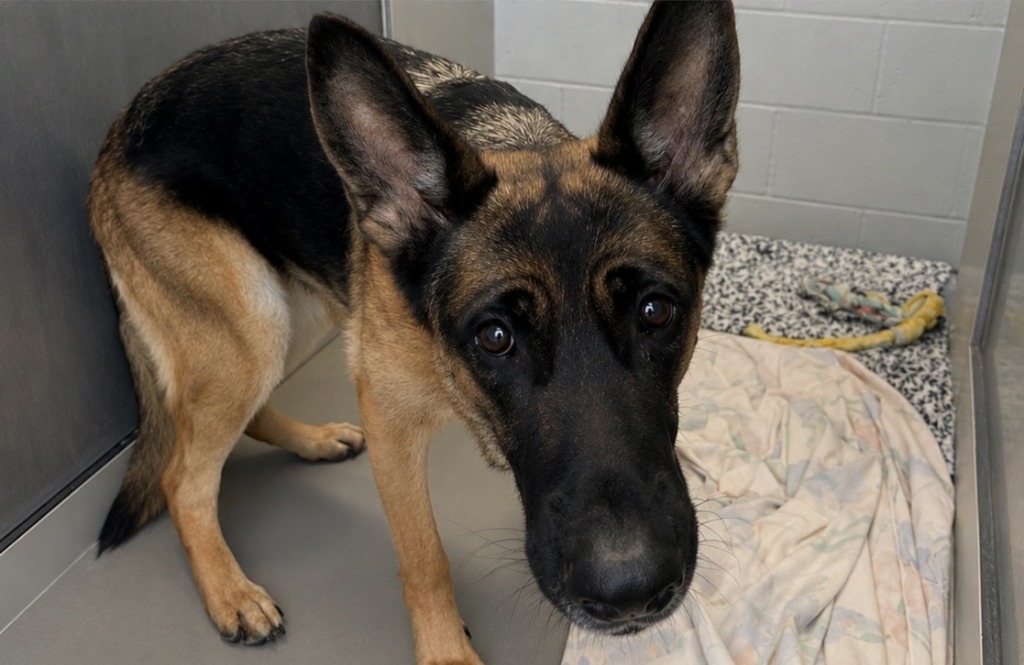 Shelter Stray Female Dog last seen Sharrots Avenue, STATEN ISLAND, NY, 10309, 3139 Veterans Rd W, Staten Island, NY 10309, USA