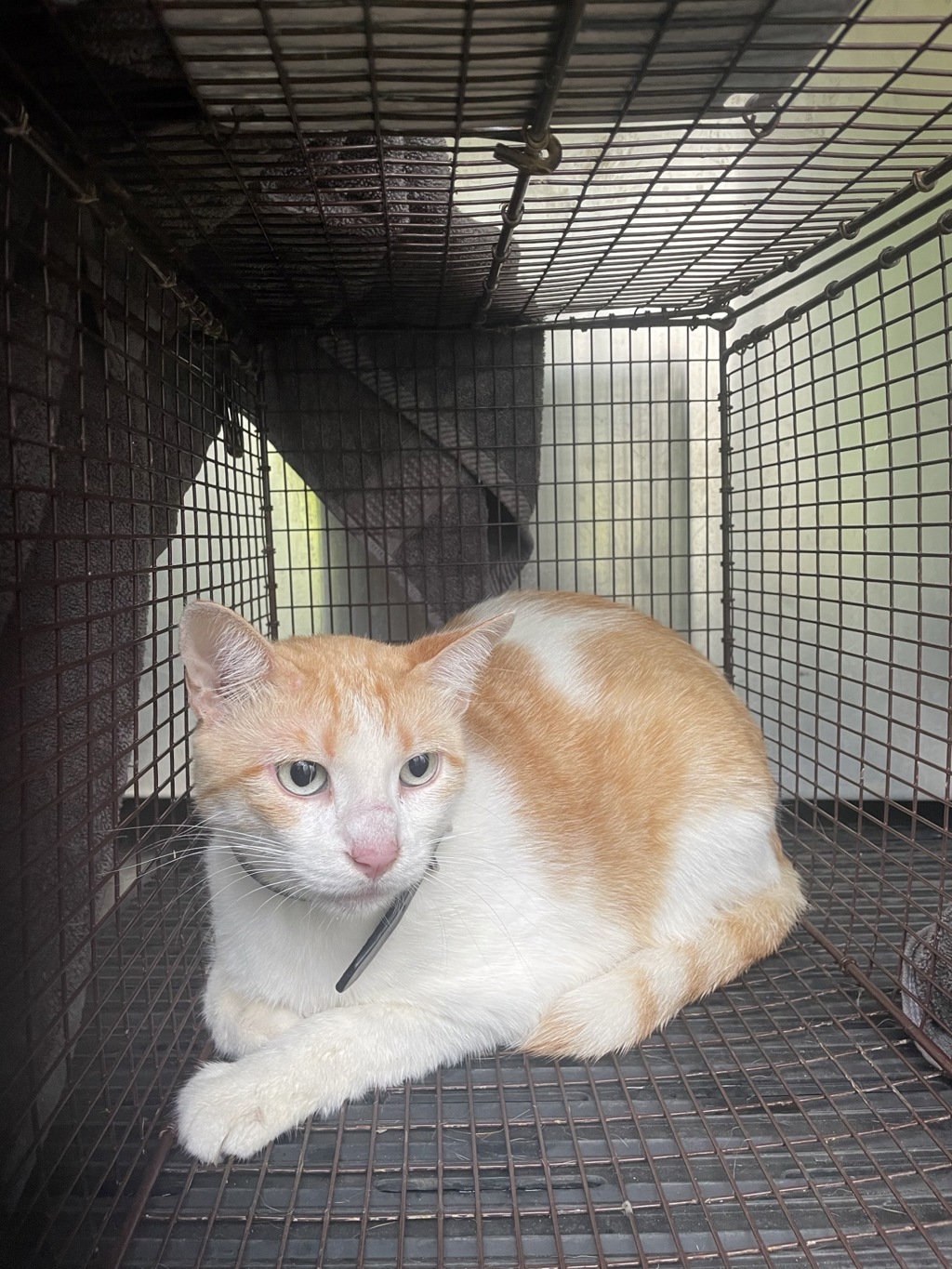 Shelter Stray Male Cat last seen Near W Slaughter Lane, AUSTIN, TX, 78748, 7201 Levander Loop bldg a, Austin, TX 78702, USA