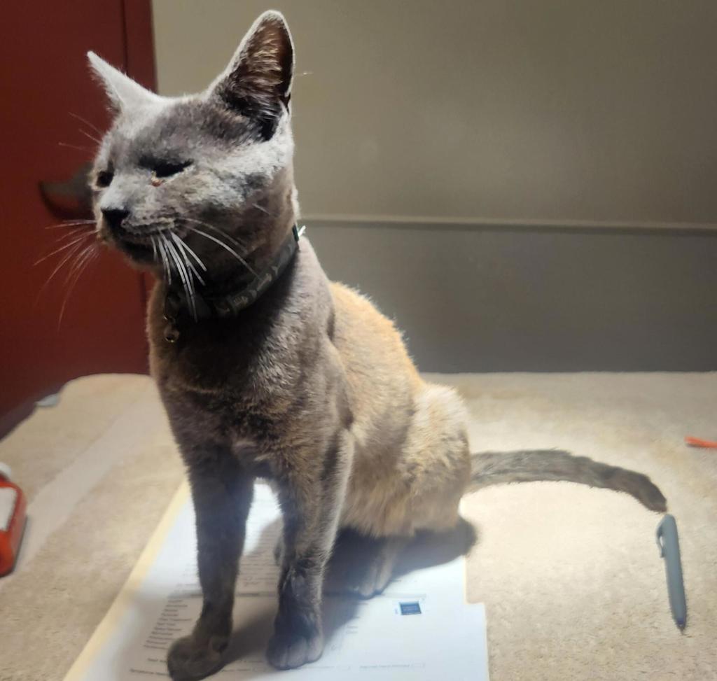 Shelter Stray Male Cat last seen Near Neptune Drive, SAN LEANDRO, CA, 94577, 8323 Baldwin St, Oakland, CA 94621, USA