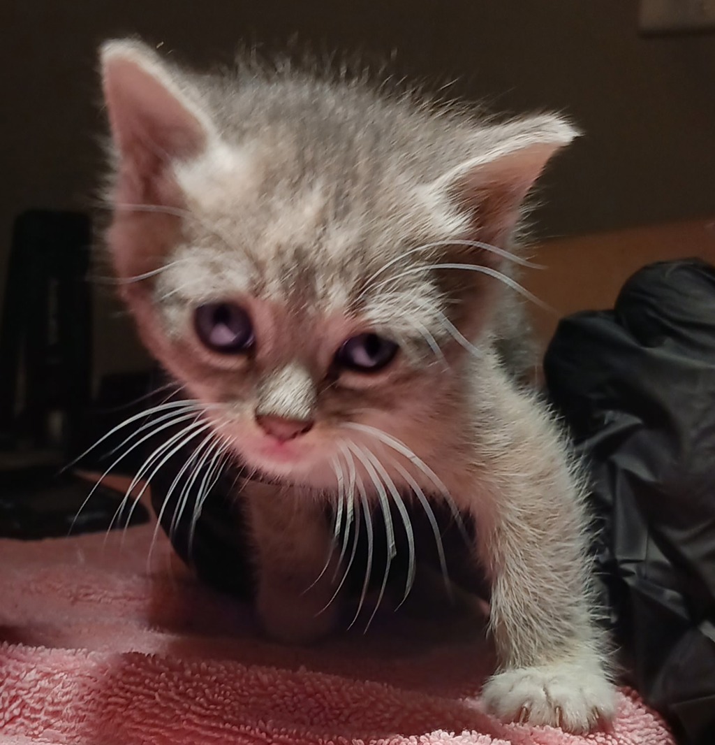 Shelter Stray Female Cat last seen Near W 133rd Avenue, SAN LEANDRO, CA, 94577, 8323 Baldwin St, Oakland, CA 94621, USA
