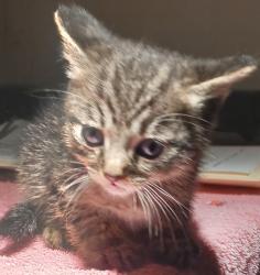 Shelter Stray Male Cat last seen Near W 133rd Avenue, SAN LEANDRO, CA, 94577, 8323 Baldwin St, Oakland, CA 94621, USA