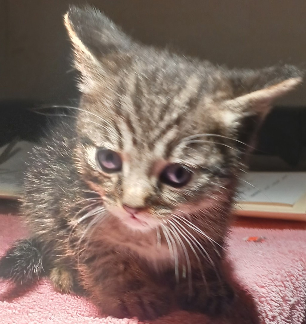 Shelter Stray Male Cat last seen Near W 133rd Avenue, SAN LEANDRO, CA, 94577, 8323 Baldwin St, Oakland, CA 94621, USA
