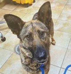 Shelter Stray Female Dog last seen SW Dickinson st and SW 60th Ave, PORTLAND, OR, 97219, 1700 W Historic Columbia River Hwy, Troutdale, OR 97060, USA