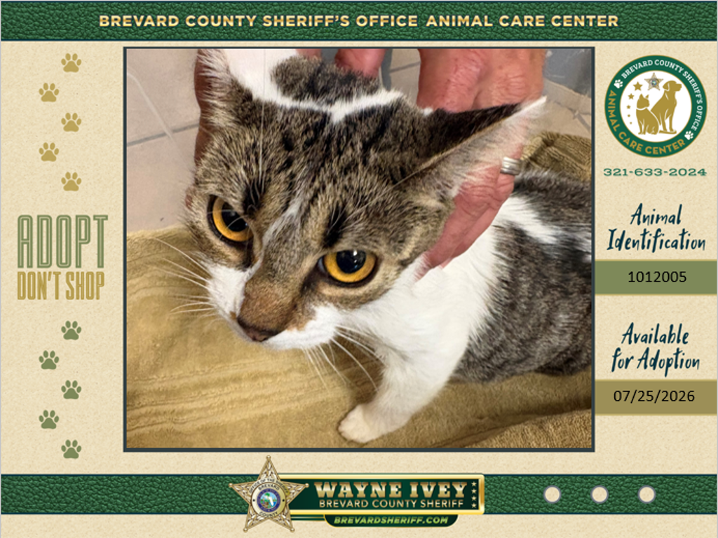 Shelter Stray Female Cat last seen Near Lincoln Road, COCOA, FL, 32926, 5100 W Eau Gallie Blvd, Melbourne, FL 32934, USA