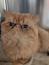 Shelter Stray Male Cat last seen Near El Cajon, San Diego, CA, 92104, 5500 Gaines St, San Diego, CA 92110, USA