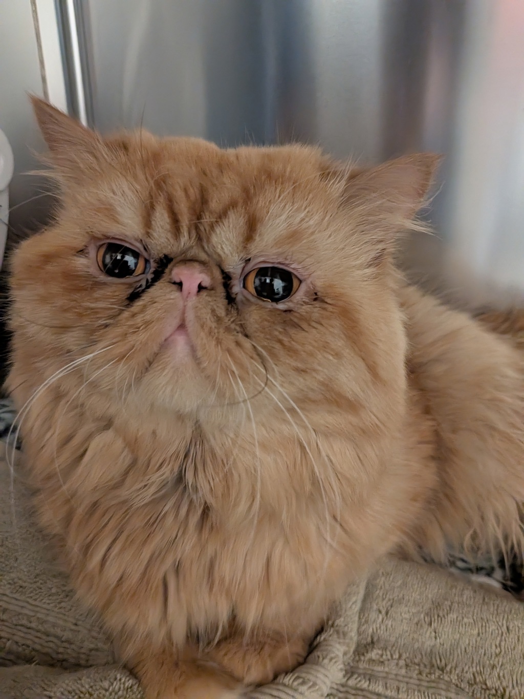 Shelter Stray Male Cat last seen Near El Cajon, San Diego, CA, 92104, 5500 Gaines St, San Diego, CA 92110, USA