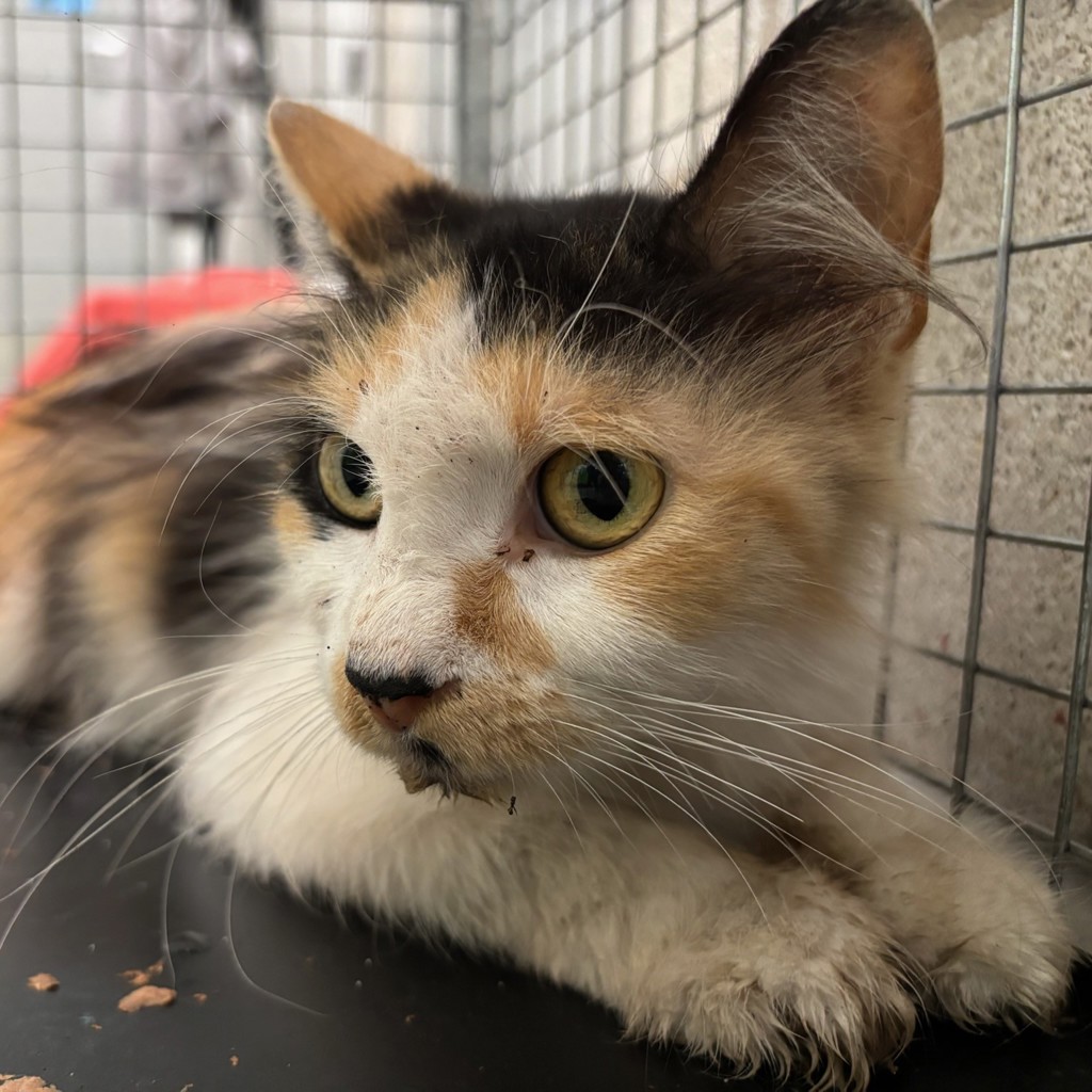 Shelter Stray Female Cat last seen Near Jefferson Avenue, DES MOINES, IA, 50314, Des Moines, IA 50313