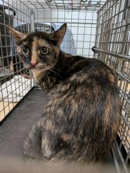 Shelter Stray Female Cat last seen Near N Harbor Drive, San Diego, CA, 92101, 5500 Gaines St, San Diego, CA 92110, USA