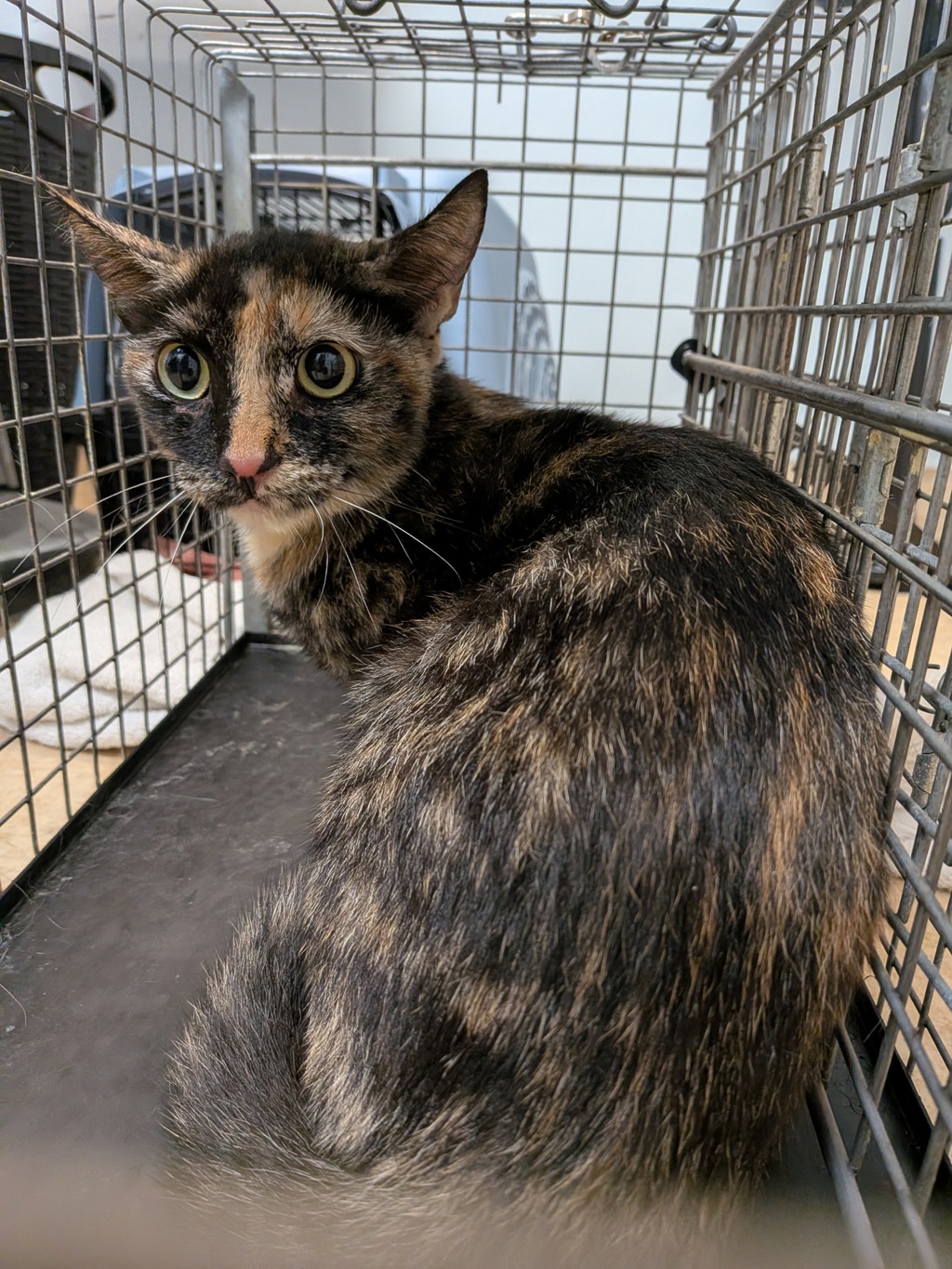 Shelter Stray Female Cat last seen Near N Harbor Drive, San Diego, CA, 92101, 5500 Gaines St, San Diego, CA 92110, USA