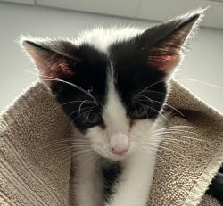 Shelter Stray Male Cat last seen Adobe Falls Rd, San Diego, CA, 92120, 5500 Gaines St, San Diego, CA 92110, USA