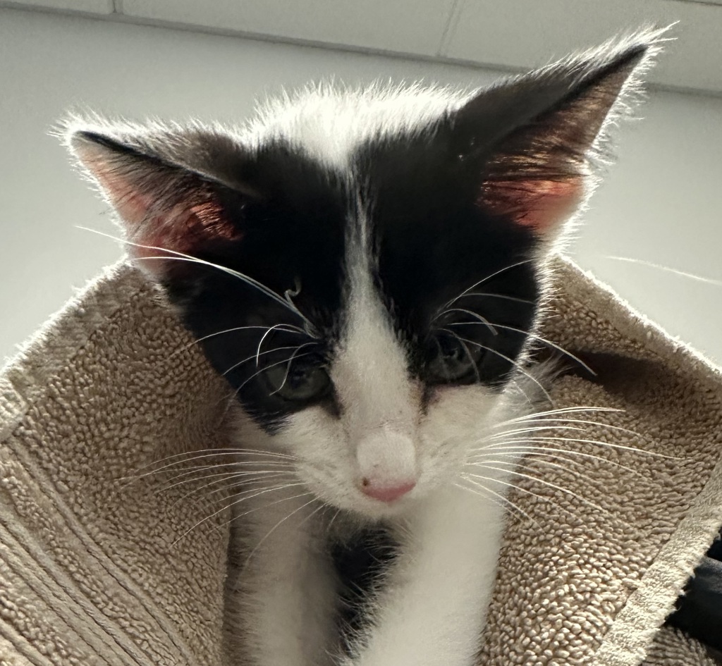 Shelter Stray Male Cat last seen Adobe Falls Rd, San Diego, CA, 92120, 5500 Gaines St, San Diego, CA 92110, USA