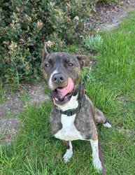Shelter Stray Female Dog last seen Near Oak Drive, Vista, CA, 92084, Oceanside, CA 92058, USA