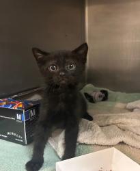 Shelter Stray Male Cat last seen Phillips Street, Vista, CA, 92083, Oceanside, CA 92058, USA