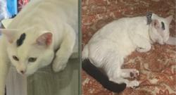 Lost Male Cat last seen Baywood Villa, Thornton Street, Meadow Brooks cndmnium, Fremont, CA 94555