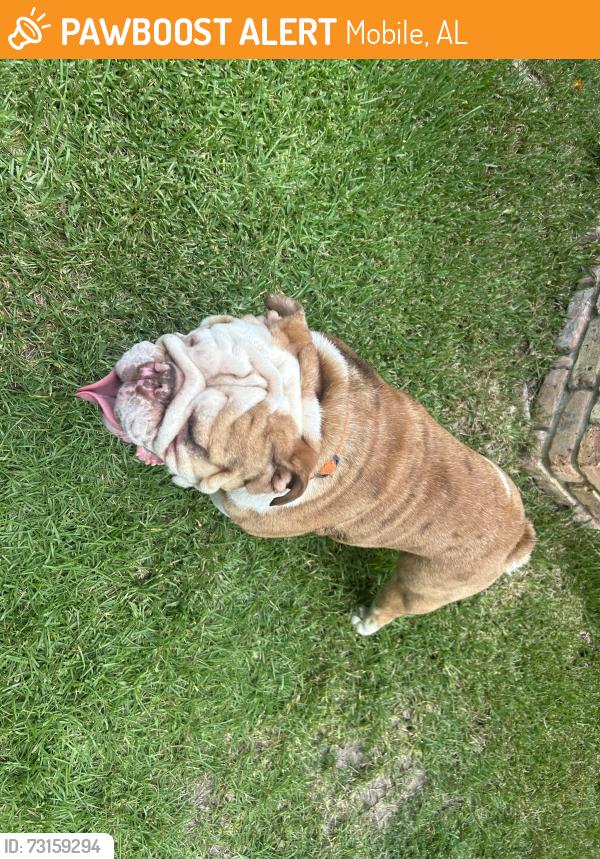 Found/Stray Male Dog last seen Hounds Run South, Mobile, AL 36608