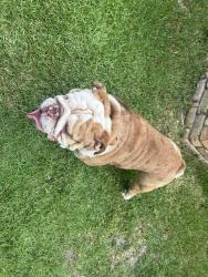 Found/Stray Male Dog last seen Hounds Run South, Mobile, AL 36608