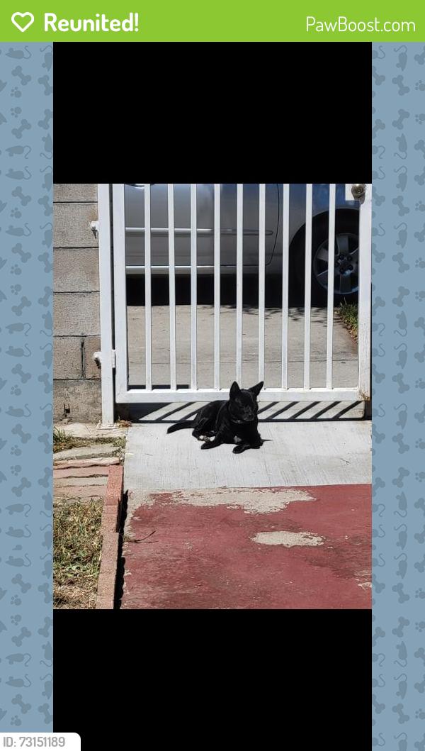 Reunited Female Dog last seen Albany and Florence, Huntington Park, CA 90255