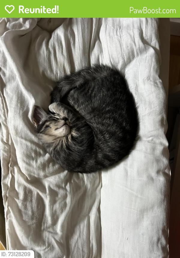 Reunited Male Cat last seen Balmoral circus park, Calgary, AB T2M 0Y2