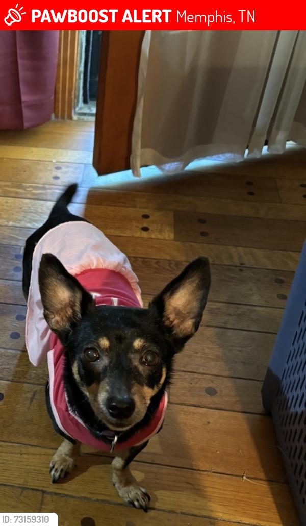 Lost Female Dog last seen Quintell and Kenneth, Memphis, TN 38128