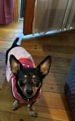Lost Female Dog last seen Quintell and Kenneth, Memphis, TN 38128