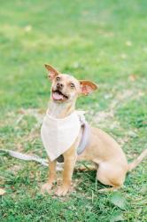 Lost Female Dog last seen 0.5 miles down the street from SECU, Kings Mountain, NC 28086