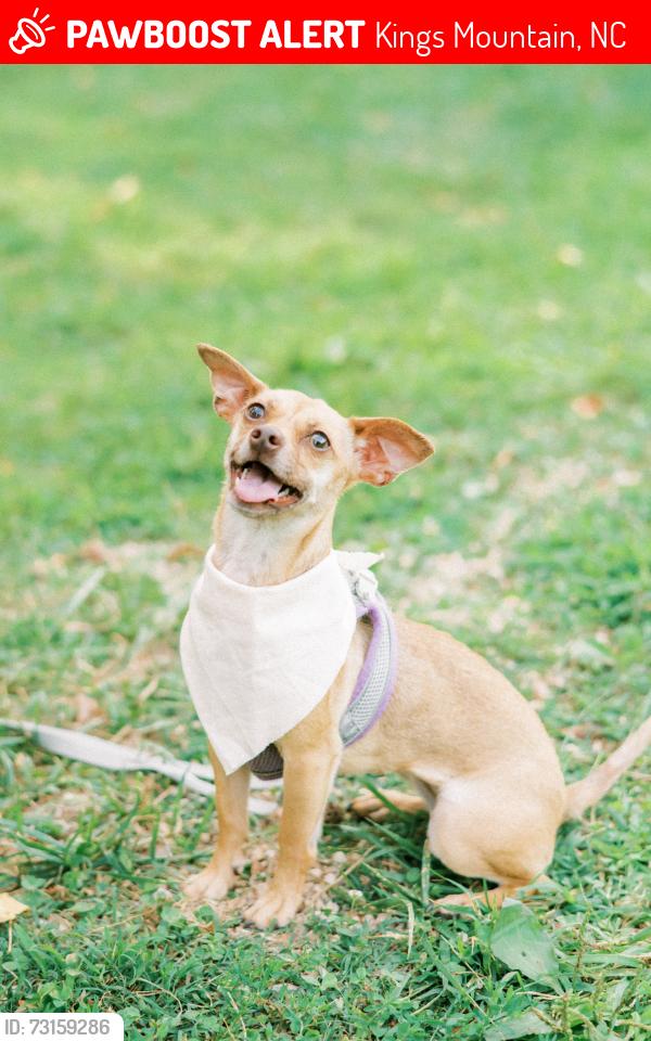 Lost Female Dog last seen 0.5 miles down the street from SECU, Kings Mountain, NC 28086
